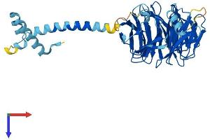 PAFAH1B1 Protein (AA 1-410) (His tag)
