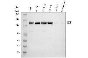 Western blot analysis of ECE1 using anti-ECE1 antibody (ABIN5518828). (ECE1 Antikörper  (AA 18-233))