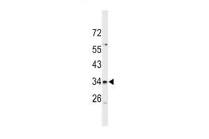 Western blot analysis of S39A3 Antibody (Center) (ABIN653154 and ABIN2842722) in mouse cerebellum tissue lysates (35 μg/lane). (SLC39A3 Antikörper  (AA 106-134))