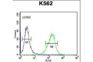 DLL4 Antibody (C-term) (ABIN653922 and ABIN2843156) flow cytometric analysis of K562 cells (right histogram) compared to a negative control cell (left histogram).