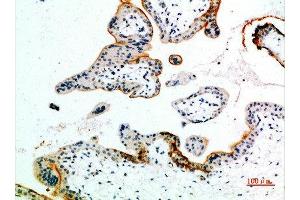 Immunohistochemical analysis of paraffin-embedded human-placenta, antibody was diluted at 1:200 (EDNRB Antikörper  (AA 31-80))