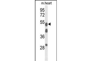 Western blot analysis of A1BG Antibody (Center) (ABIN653396 and ABIN2842855) in mouse heart tissue lysates (35 μg/lane).