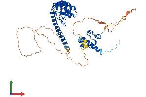 AlphaFold protein structure predicition of Human Recombinant ANKS4B Protein, UniprotID Q8N8V4 (ANKS4B Protein (AA 1-417) (His tag))