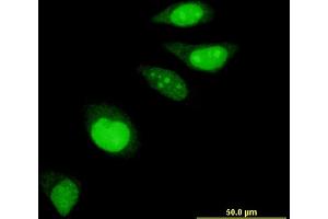 Immunofluorescence (IF) image for anti-Endothelial Differentiation Related Factor 1 (EDF1) (AA 1-148) antibody (ABIN522166)