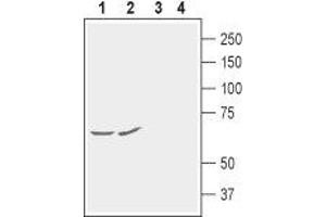 Western blot analysis of rat (lanes 1 and 3) and mouse (lanes 2 and 4) brain membranes: - 1,2. (KCNG1 Antikörper  (2nd Extracellular Loop))