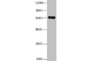 All Lanes:Mouse anti ANXA2 Monoclonal antibody at 1 μg/mL lane 1:HepG2 whole cell lysate Secondary Goat polyclonal to Mouse IgG at 1/5000 dilution Predicted band size:39,41kd Observed band size:50KD (Annexin A2 Antikörper)