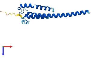 Transmembrane Protein 18 (TMM18) (AA 1-140) protein (His tag)