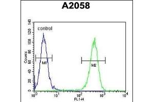 GFPT2 Antibody (Center) (ABIN653230 and ABIN2842763) flow cytometric analysis of  cells (right histogram) compared to a negative control cell (left histogram). (GFPT2 Antikörper  (AA 175-201))