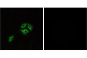 Immunofluorescence (IF) image for anti-Neuromedin B Receptor (NMBR) (AA 221-270) antibody (ABIN2890908) (NMBR Antikörper  (AA 221-270))