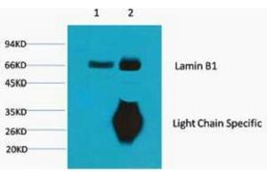 Immunoprecipitation (IP) analysis: 1) Input: Mouse Brain Tissue Lysate. (Lamin B1 Antikörper)