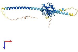 CLEC10A Protein (AA 1-316) (His tag)