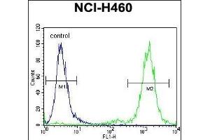 ZSCAN5B Antibody (C-term) (ABIN655366 and ABIN2844923) flow cytometric analysis of NCI- cells (right histogram) compared to a negative control cell (left histogram). (ZSCAN5B Antikörper  (C-Term))