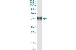 FAS (Human) IP-WB Antibody Pair