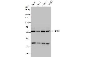 Western Blotting (WB) image for anti-G Protein Pathway Suppressor 1 (GPS1) (C-Term) antibody (ABIN2854694)