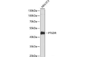 Western blot analysis of extracts of NIH/3T3 cells using PTGDR Polyclonal Antibody at dilution of 1:3000. (PTGDR Antikörper)