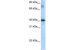 Western Blotting (WB) image for anti-TSC22 Domain Family, Member 4 (TSC22D4) antibody (ABIN2461507) (TSC22D4 Antikörper)