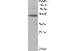 Western Blotting (WB) image for Ran GTPase Activating Protein 1 (RANGAP1) peptide (ABIN368760)