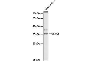 Western blot analysis of extracts of mouse liver, using GLYAT antibody (ABIN6131946, ABIN6141164, ABIN6141166 and ABIN6218343) at 1:3000 dilution. (GLYAT Antikörper  (AA 1-163))
