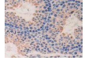IHC-P analysis of Mouse Testis Tissue, with DAB staining. (DDT Antikörper  (AA 2-118))