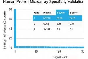 Analysis of HuProt(TM) microarray containing more than 19,000 full-length human proteins using MyoD antibody (clone MYOD1/2075R).