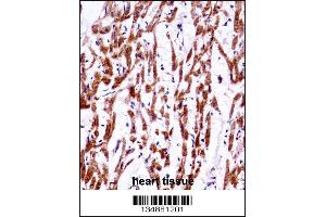 TMM85 Antibody immunohistochemistry analysis in formalin fixed and paraffin embedded human heart tissue followed by peroxidase conjugation of the secondary antibody and DAB staining. (EMC4 Antikörper  (N-Term))