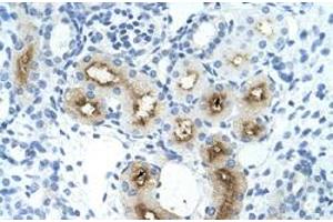 Immunohistochemical staining (Formalin-fixed paraffin-embedded sections) of human kidney with GGTLC1 polyclonal antibody  at 4-8 ug/mL working concentration. (GGTLC1 Antikörper  (C-Term))
