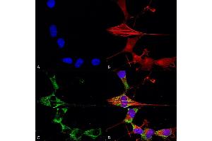 Immunocytochemistry/Immunofluorescence analysis using Mouse Anti-FGFA/FHFA (pan) Monoclonal Antibody, Clone S235-22 (ABIN1741087). (FGF13 Antikörper  (AA 2-18) (PE))