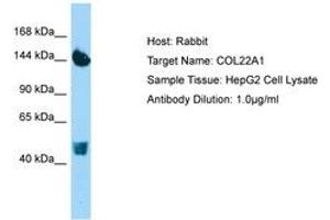 Image no. 1 for anti-Collagen, Type XXII, alpha 1 (COL22A1) (AA 254-303) antibody (ABIN6750171) (COL22A1 Antikörper  (AA 254-303))