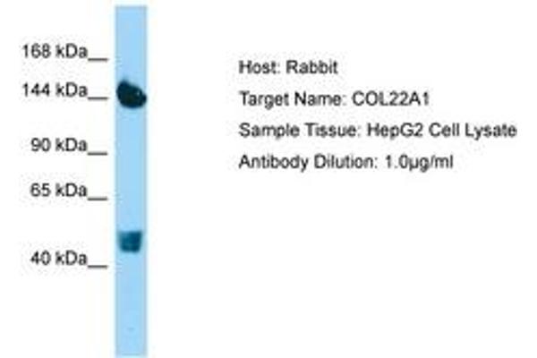 COL22A1 Antikörper  (AA 254-303)