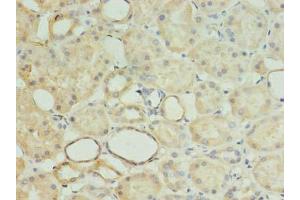 Immunohistochemistry of paraffin-embedded human kidney tissue using ABIN7142361 at dilution of 1:100 (MRPL18 Antikörper  (AA 14-180))