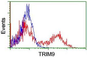 Image no. 3 for anti-Tripartite Motif Containing 9 (TRIM9) (AA 284-669) antibody (ABIN1491328) (TRIM9 Antikörper  (AA 284-669))