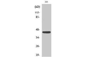 Western Blotting (WB) image for anti-Natural Cytotoxicity Triggering Receptor 1 (NCR1) (Internal Region) antibody (ABIN3185915) (NCR1 Antikörper  (Internal Region))