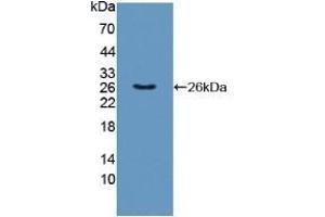 Western Blotting (WB) image for anti-Tumor Necrosis Factor (Ligand) Superfamily, Member 9 (TNFSF9) (AA 42-253) antibody (ABIN7441109)
