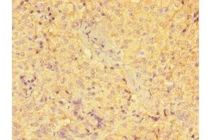 Immunohistochemistry of paraffin-embedded human adrenal gland tissue using ABIN7154103 at dilution of 1:100 (GSTM1 Antikörper  (AA 24-156))