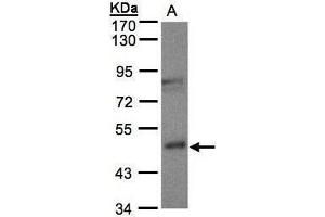 Western Blotting (WB) image for anti-butyrobetaine (Gamma), 2-Oxoglutarate Dioxygenase (Gamma-butyrobetaine Hydroxylase) 1 (BBOX1) (Center) antibody (ABIN2855560)