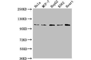 Western Blot Positive WB detected in: Hela whole cell lysate, MCF-7 whole cell lysate, HepG2 whole cell lysate, K562 whole cell lysate, Mouse heart tissue All lanes: OPA1 antibody at 1:2000 Secondary Goat polyclonal to rabbit IgG at 1/50000 dilution Predicted band size: 112, 116 kDa Observed band size: 112 kDa (OPA1 Antikörper  (AA 183-351))