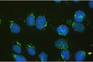 IF analysis of GM130 using anti-GM130 antibody (ABIN6719433). (Golgin A2 (GOLGA2) (AA 796-913) Antikörper)