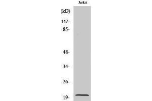 Western Blotting (WB) image for anti-Regulator of G-Protein Signaling 10 (RGS10) (Internal Region) antibody (ABIN3177205) (RGS10 Antikörper  (Internal Region))