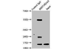 Immunoprecipitating HIST1H2AG in 293 whole cell lysate Lane 1: Rabbit control IgG instead of ABIN7139157 in 293 whole cell lysate. (HIST1H2AG Antikörper  (acLys13))