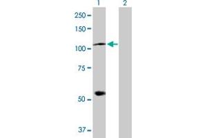 Western Blot analysis of HSPA4 expression in transfected 293T cell line by HSPA4 MaxPab polyclonal antibody. (HSPA4 Antikörper  (AA 1-840))