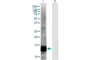 Western Blot analysis of CRIPT expression in transfected 293T cell line by CRIPT monoclonal antibody (M03), clone 4D7.