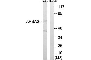 Western blot analysis of extracts from HUVEC cells, using APBA3 antibody. (APBA3 Antikörper)