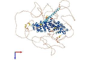Plakophilin 4 Protein (PKP4) (AA 1-1190) (His tag)