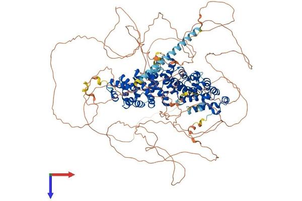 Plakophilin 4 Protein (PKP4) (AA 1-1190) (His tag)