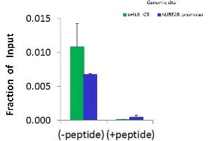 Chromatin Immunoprecipitation (ChIP) Using JMJD5 Antibody - middle region (ARP58120_P050) and HCT116 Cells (JMJD5 Antikörper  (Middle Region))