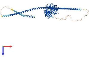 ATG16L1 Protein (AA 1-607) (His tag)
