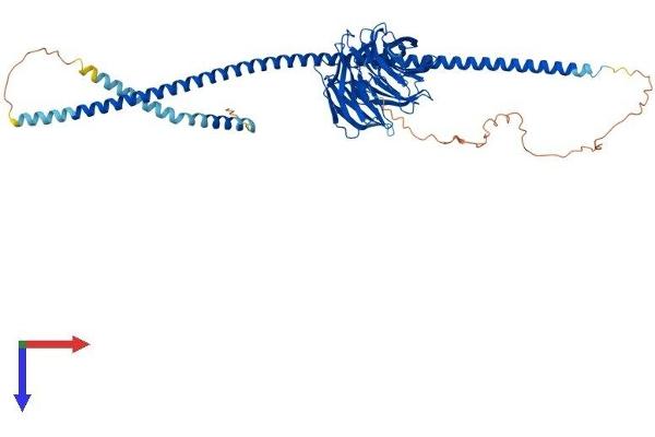 ATG16L1 Protein (AA 1-607) (His tag)