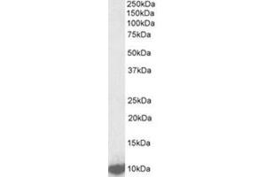 Western Blotting (WB) image for anti-LSM2 Homolog, U6 Small Nuclear RNA Associated (LSM2) (AA 33-46), (Internal Region) antibody (ABIN1108067) (LSM2 Antikörper  (Internal Region))