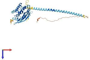 Septin 10 Protein (SEPT10) (AA 1-452) (His tag)