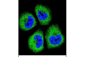 Confocal immunofluorescent analysis of GAS1 Antibody (N-term) (ABIN655812 and ABIN2845237) with NCI- cell followed by Alexa Fluor® 488-conjugated goat anti-rabbit lgG (green). (GAS1 Antikörper  (N-Term))